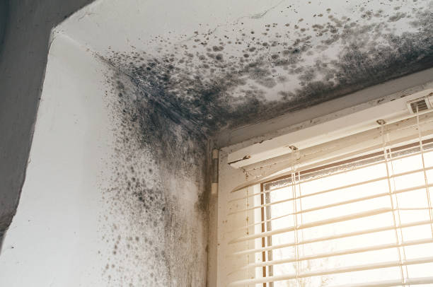 Affordable Mold Cleanup solutions in Manchester, VA